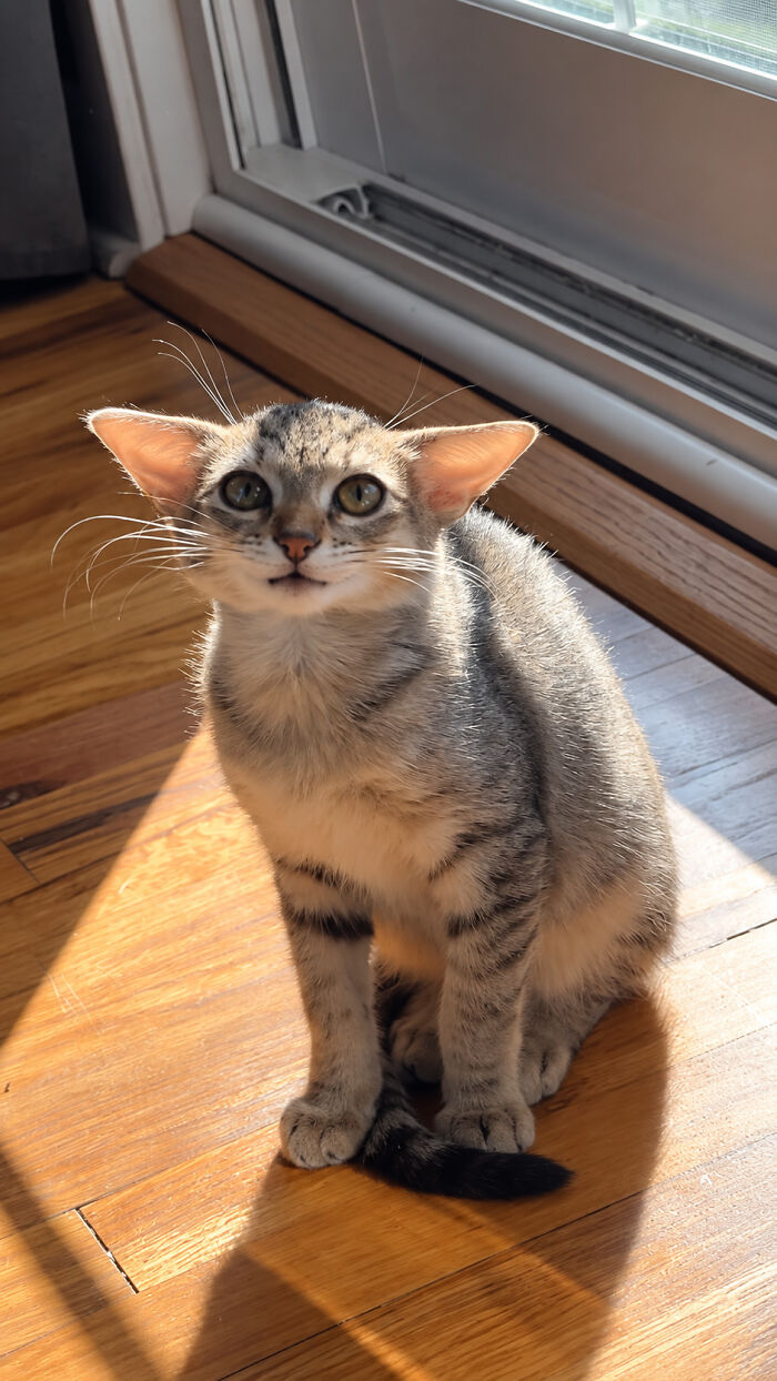 Herbie&rsquo;s Unusual Face Made Him Stand Out, But His Personality Is What Won Everyone Over