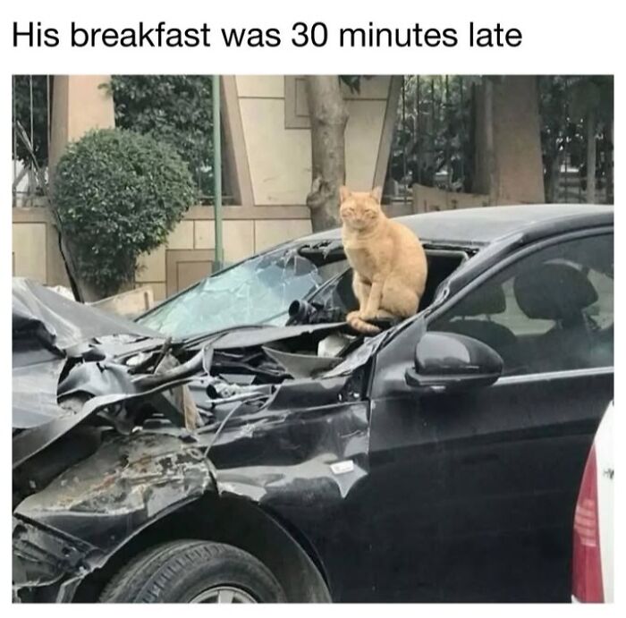 This Page Shared 30 Funny Posts Showing What Life Looks Like When Your Roommate Is A Cat This Page Shared 30 Funny Posts Showing What Life Looks Like When Your Roommate Is A Cat