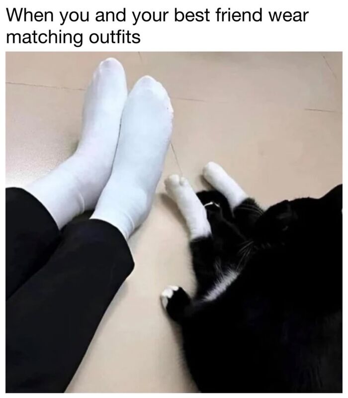 This Page Shared 30 Funny Posts Showing What Life Looks Like When Your Roommate Is A Cat This Page Shared 30 Funny Posts Showing What Life Looks Like When Your Roommate Is A Cat