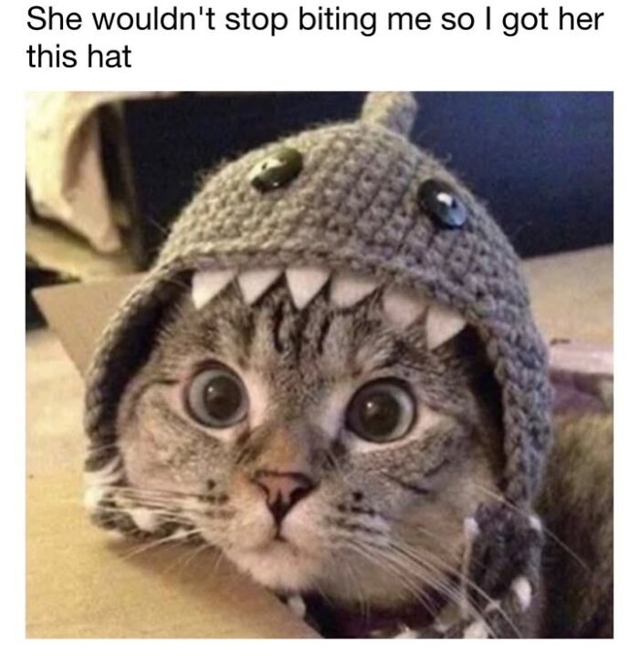 This Page Shared 30 Funny Posts Showing What Life Looks Like When Your Roommate Is A Cat This Page Shared 30 Funny Posts Showing What Life Looks Like When Your Roommate Is A Cat