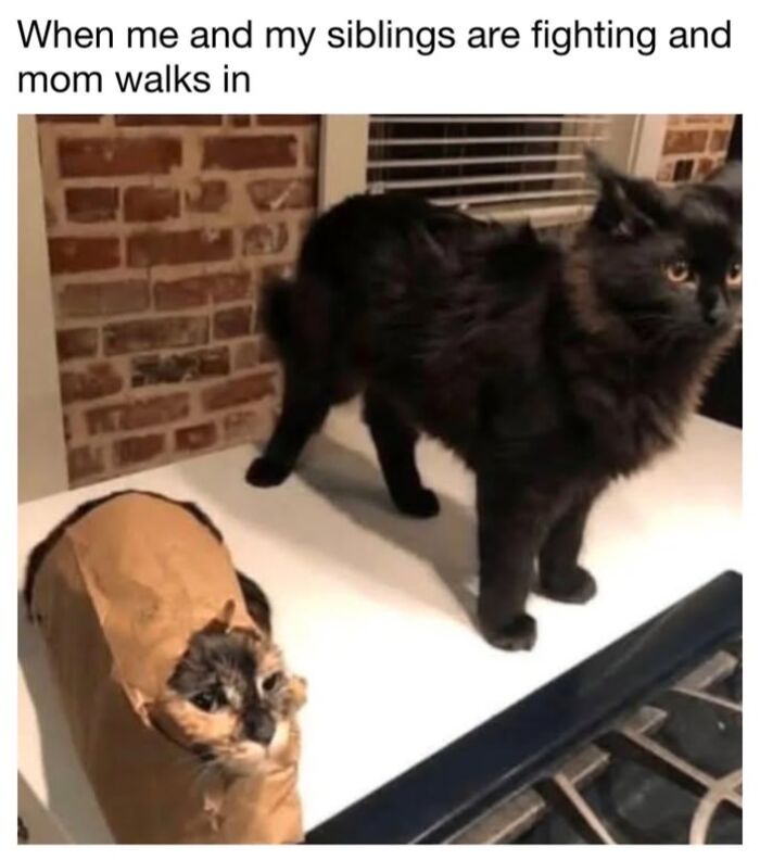This Page Shared 30 Funny Posts Showing What Life Looks Like When Your Roommate Is A Cat This Page Shared 30 Funny Posts Showing What Life Looks Like When Your Roommate Is A Cat