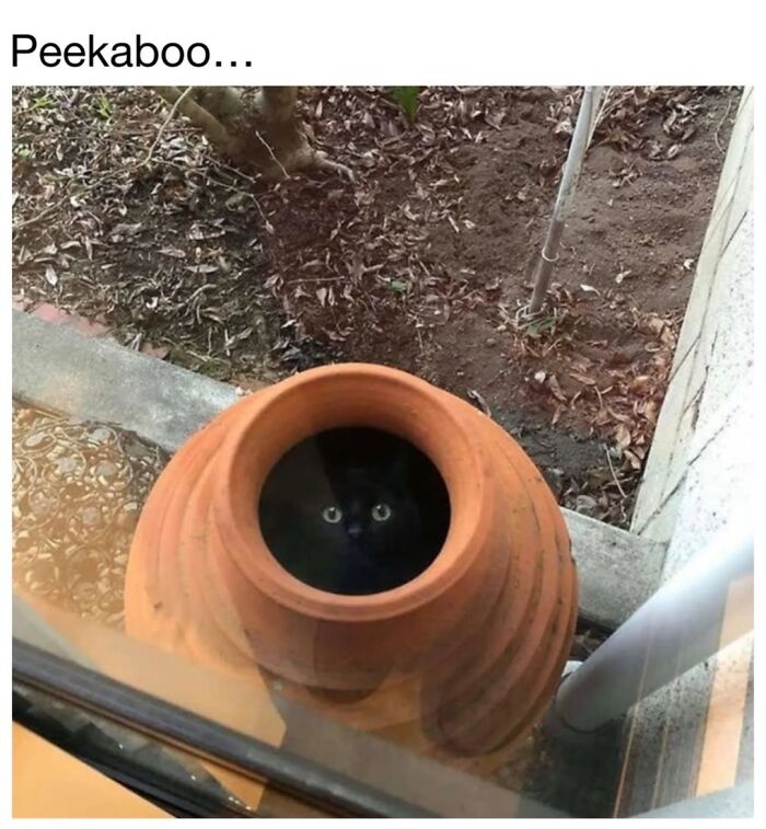 This Page Shared 30 Funny Posts Showing What Life Looks Like When Your Roommate Is A Cat This Page Shared 30 Funny Posts Showing What Life Looks Like When Your Roommate Is A Cat