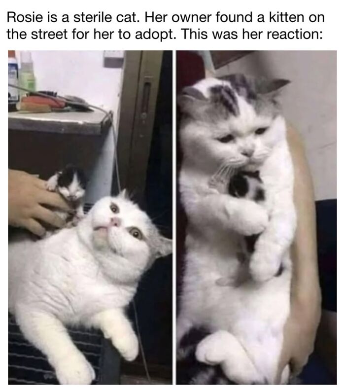 This Page Shared 30 Funny Posts Showing What Life Looks Like When Your Roommate Is A Cat This Page Shared 30 Funny Posts Showing What Life Looks Like When Your Roommate Is A Cat