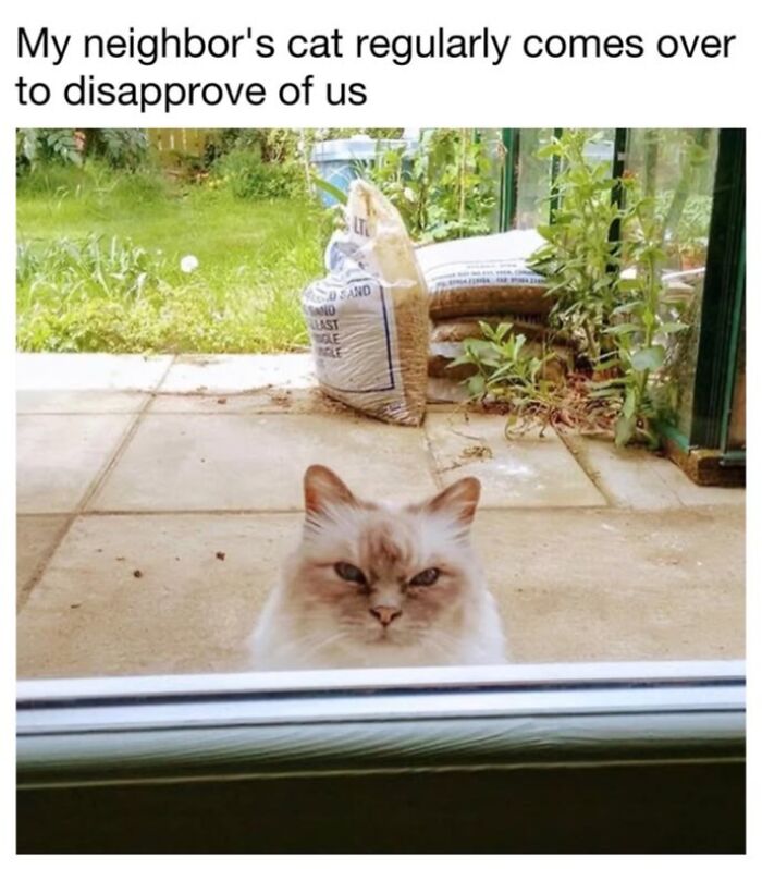 This Page Shared 30 Funny Posts Showing What Life Looks Like When Your Roommate Is A Cat This Page Shared 30 Funny Posts Showing What Life Looks Like When Your Roommate Is A Cat