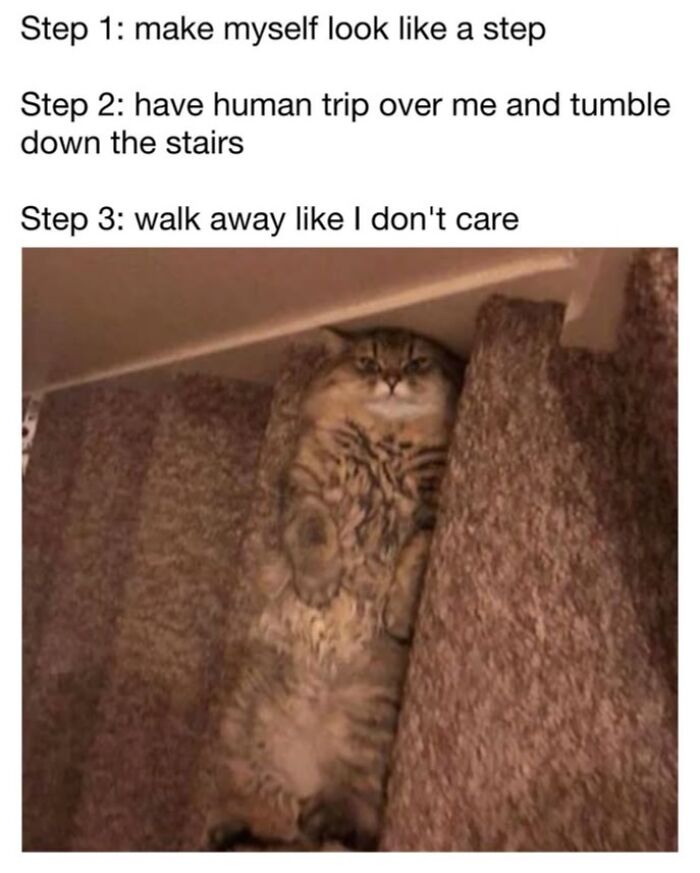 This Page Shared 30 Funny Posts Showing What Life Looks Like When Your Roommate Is A Cat This Page Shared 30 Funny Posts Showing What Life Looks Like When Your Roommate Is A Cat