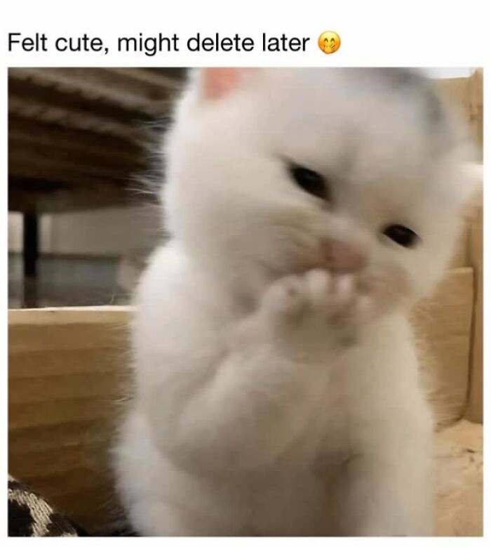 This Page Shared 30 Funny Posts Showing What Life Looks Like When Your Roommate Is A Cat This Page Shared 30 Funny Posts Showing What Life Looks Like When Your Roommate Is A Cat