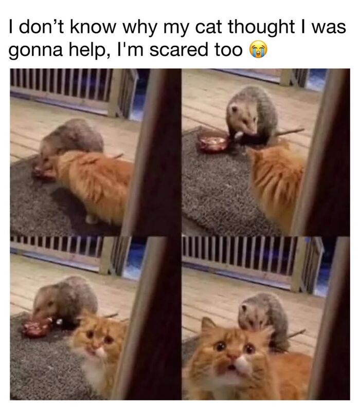 This Page Shared 30 Funny Posts Showing What Life Looks Like When Your Roommate Is A Cat This Page Shared 30 Funny Posts Showing What Life Looks Like When Your Roommate Is A Cat