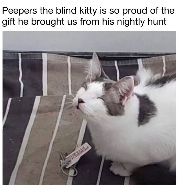 This Page Shared 30 Funny Posts Showing What Life Looks Like When Your Roommate Is A Cat This Page Shared 30 Funny Posts Showing What Life Looks Like When Your Roommate Is A Cat