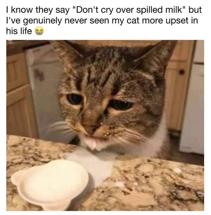 This Page Shared 30 Funny Posts Showing What Life Looks Like When Your Roommate Is A Cat This Page Shared 30 Funny Posts Showing What Life Looks Like When Your Roommate Is A Cat