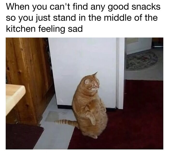 This Page Shared 30 Funny Posts Showing What Life Looks Like When Your Roommate Is A Cat This Page Shared 30 Funny Posts Showing What Life Looks Like When Your Roommate Is A Cat