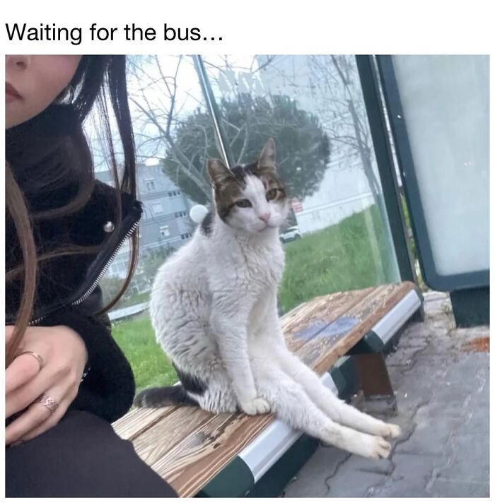 This Page Shared 30 Funny Posts Showing What Life Looks Like When Your Roommate Is A Cat This Page Shared 30 Funny Posts Showing What Life Looks Like When Your Roommate Is A Cat