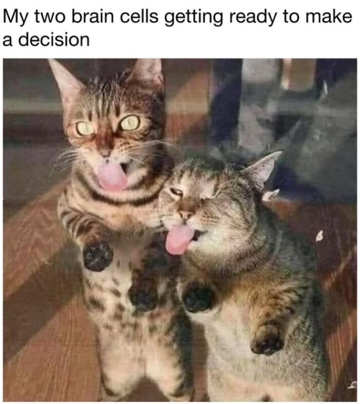 This Page Shared 30 Funny Posts Showing What Life Looks Like When Your Roommate Is A Cat This Page Shared 30 Funny Posts Showing What Life Looks Like When Your Roommate Is A Cat