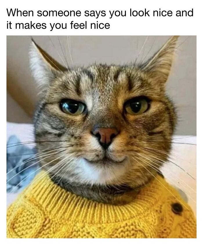 This Page Shared 30 Funny Posts Showing What Life Looks Like When Your Roommate Is A Cat This Page Shared 30 Funny Posts Showing What Life Looks Like When Your Roommate Is A Cat
