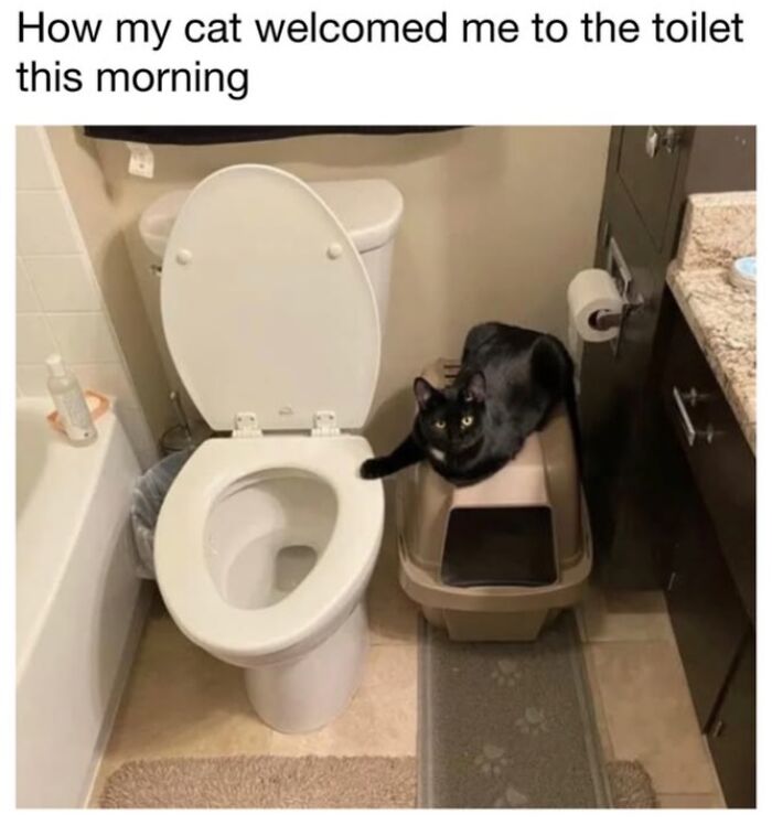 This Page Shared 30 Funny Posts Showing What Life Looks Like When Your Roommate Is A Cat This Page Shared 30 Funny Posts Showing What Life Looks Like When Your Roommate Is A Cat