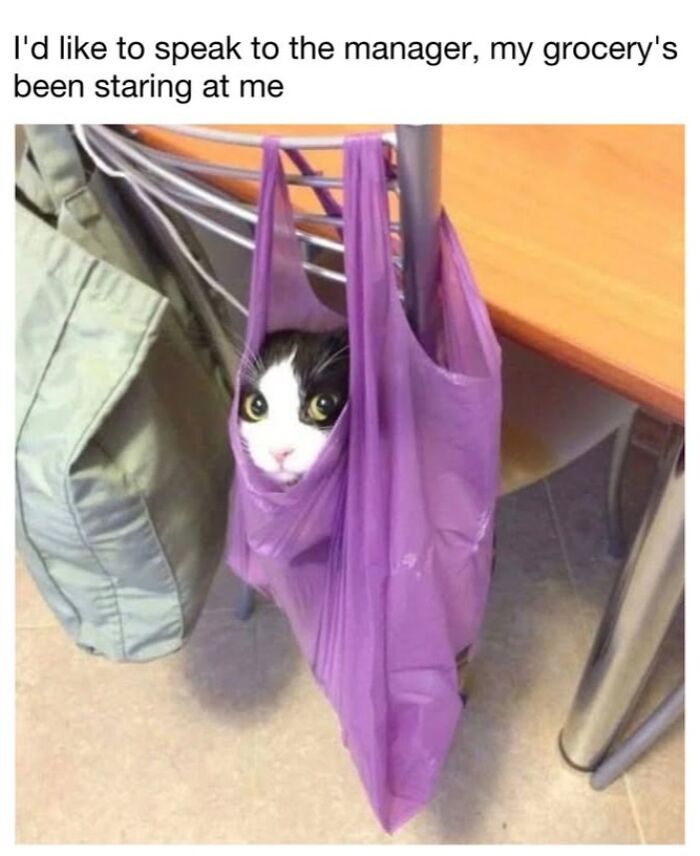 This Page Shared 30 Funny Posts Showing What Life Looks Like When Your Roommate Is A Cat This Page Shared 30 Funny Posts Showing What Life Looks Like When Your Roommate Is A Cat