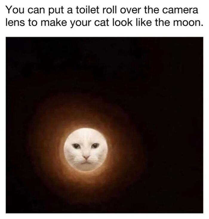This Page Shared 30 Funny Posts Showing What Life Looks Like When Your Roommate Is A Cat This Page Shared 30 Funny Posts Showing What Life Looks Like When Your Roommate Is A Cat