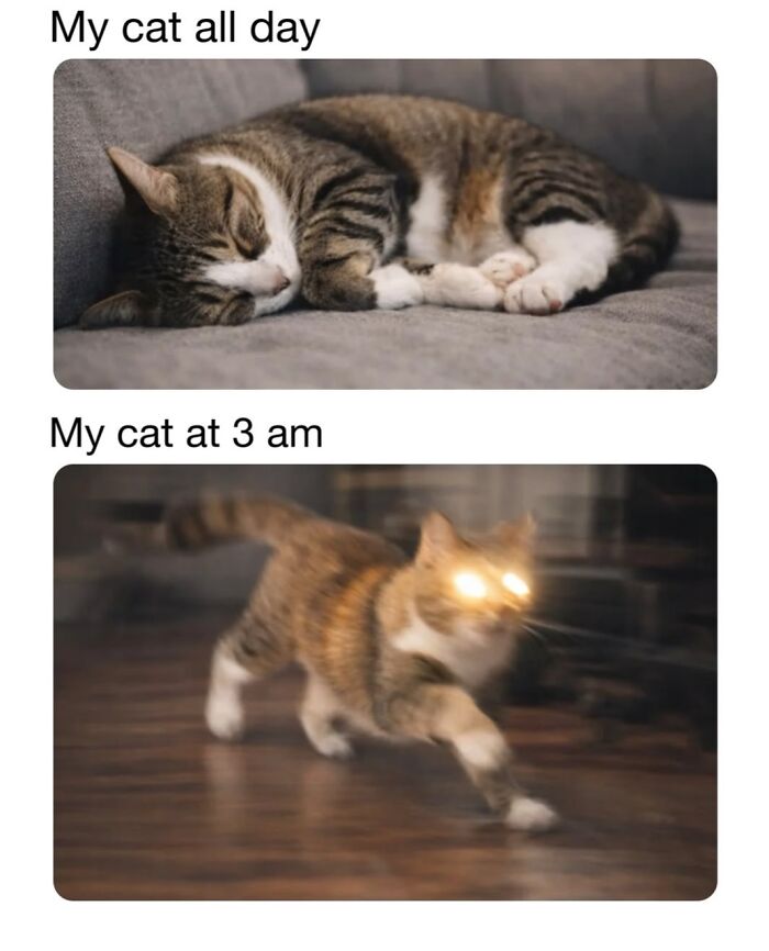 This Page Shared 30 Funny Posts Showing What Life Looks Like When Your Roommate Is A Cat This Page Shared 30 Funny Posts Showing What Life Looks Like When Your Roommate Is A Cat