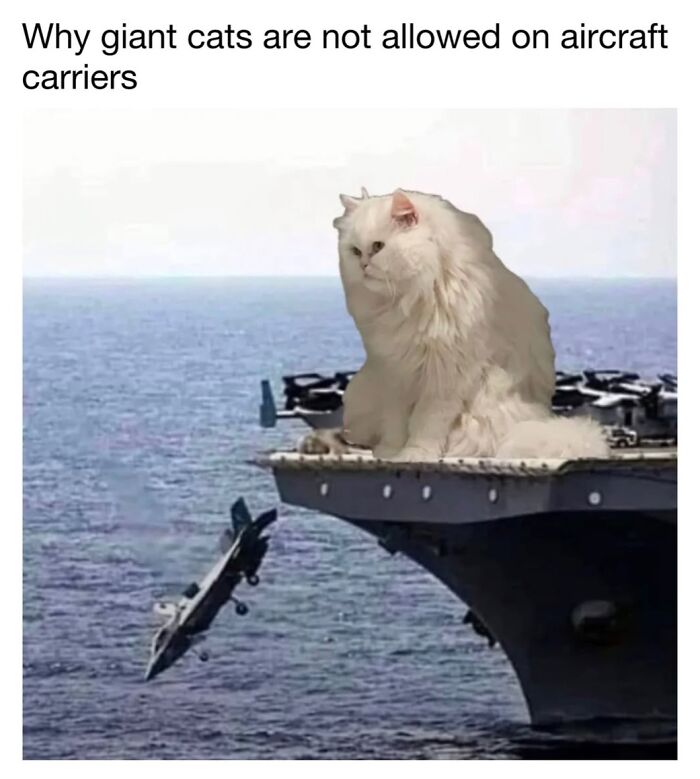 This Page Shared 30 Funny Posts Showing What Life Looks Like When Your Roommate Is A Cat This Page Shared 30 Funny Posts Showing What Life Looks Like When Your Roommate Is A Cat