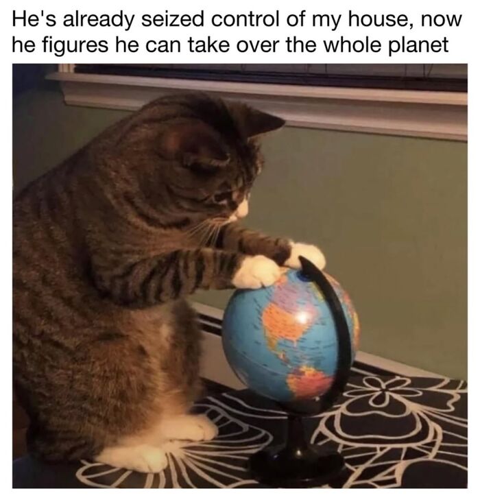 This Page Shared 30 Funny Posts Showing What Life Looks Like When Your Roommate Is A Cat This Page Shared 30 Funny Posts Showing What Life Looks Like When Your Roommate Is A Cat