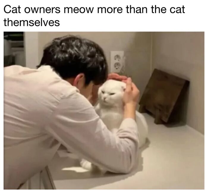 This Page Shared 30 Funny Posts Showing What Life Looks Like When Your Roommate Is A Cat This Page Shared 30 Funny Posts Showing What Life Looks Like When Your Roommate Is A Cat