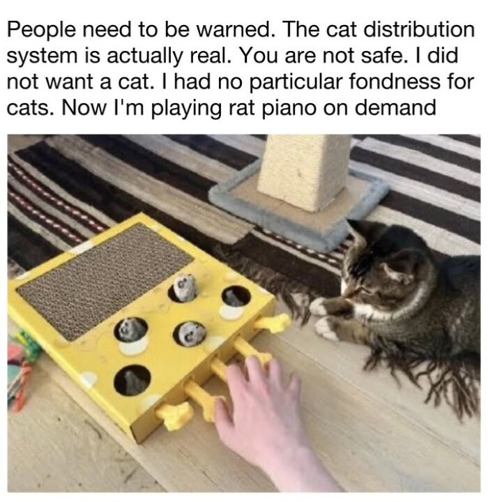 This Page Shared 30 Funny Posts Showing What Life Looks Like When Your Roommate Is A Cat This Page Shared 30 Funny Posts Showing What Life Looks Like When Your Roommate Is A Cat