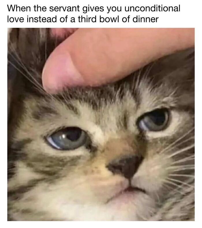This Page Shared 30 Funny Posts Showing What Life Looks Like When Your Roommate Is A Cat This Page Shared 30 Funny Posts Showing What Life Looks Like When Your Roommate Is A Cat