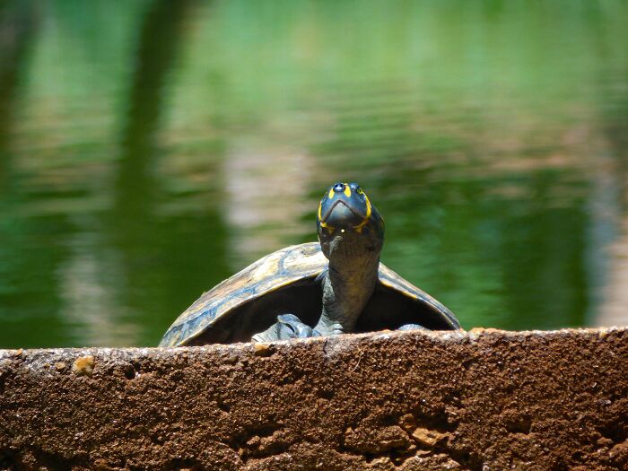 Indigenous Women In The Amazon Blend Ancestral Knowledge With Technology To Protect Turtles Indigenous Women In The Amazon Blend Ancestral Knowledge With Technology To Protect Turtles