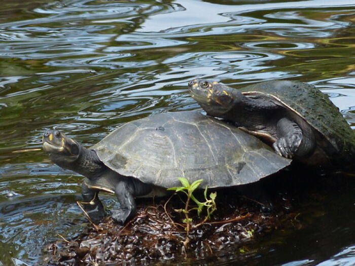 Indigenous Women In The Amazon Blend Ancestral Knowledge With Technology To Protect Turtles Indigenous Women In The Amazon Blend Ancestral Knowledge With Technology To Protect Turtles