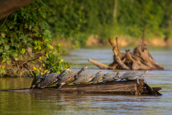 Indigenous Women In The Amazon Blend Ancestral Knowledge With Technology To Protect Turtles Indigenous Women In The Amazon Blend Ancestral Knowledge With Technology To Protect Turtles