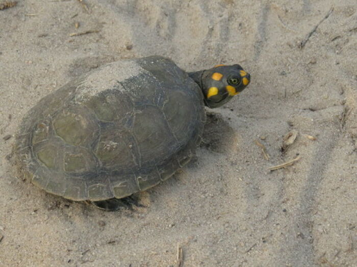Indigenous Women In The Amazon Blend Ancestral Knowledge With Technology To Protect Turtles Indigenous Women In The Amazon Blend Ancestral Knowledge With Technology To Protect Turtles