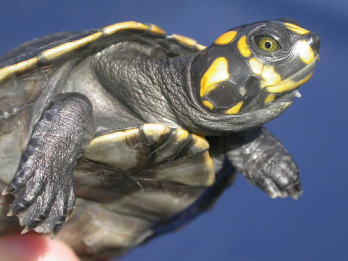 Indigenous Women In The Amazon Blend Ancestral Knowledge With Technology To Protect Turtles Indigenous Women In The Amazon Blend Ancestral Knowledge With Technology To Protect Turtles