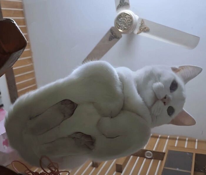 This Page Shared 57 Pics Of Cats Caught Looking Unreasonably Human In The Funniest Ways