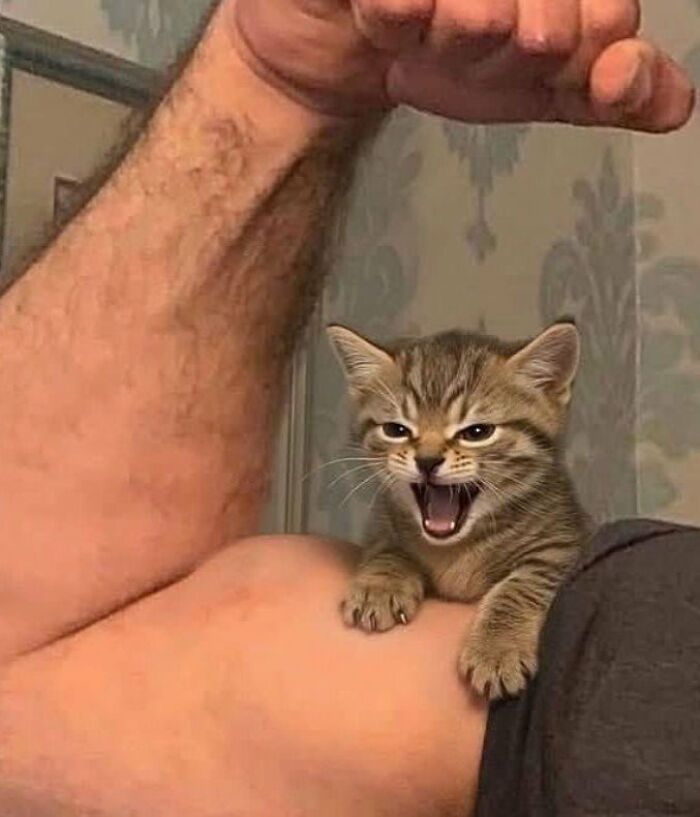 This Page Shared 57 Pics Of Cats Caught Looking Unreasonably Human In The Funniest Ways
