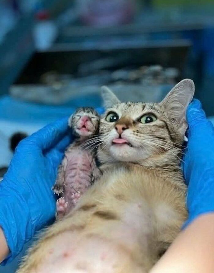 This Page Shared 57 Pics Of Cats Caught Looking Unreasonably Human In The Funniest Ways