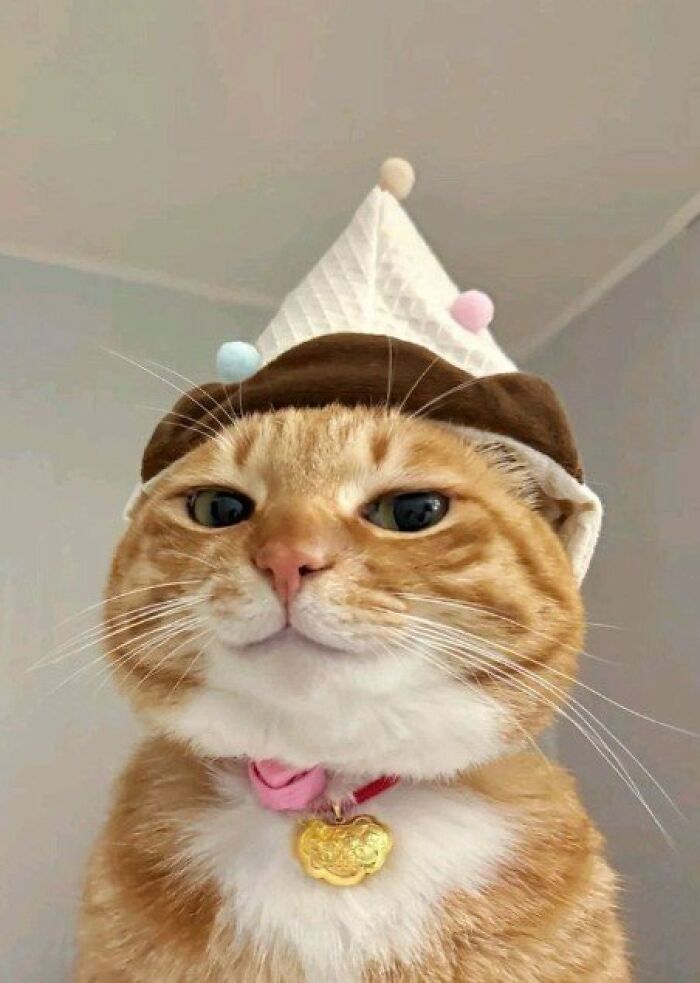 This Page Shared 57 Pics Of Cats Caught Looking Unreasonably Human In The Funniest Ways