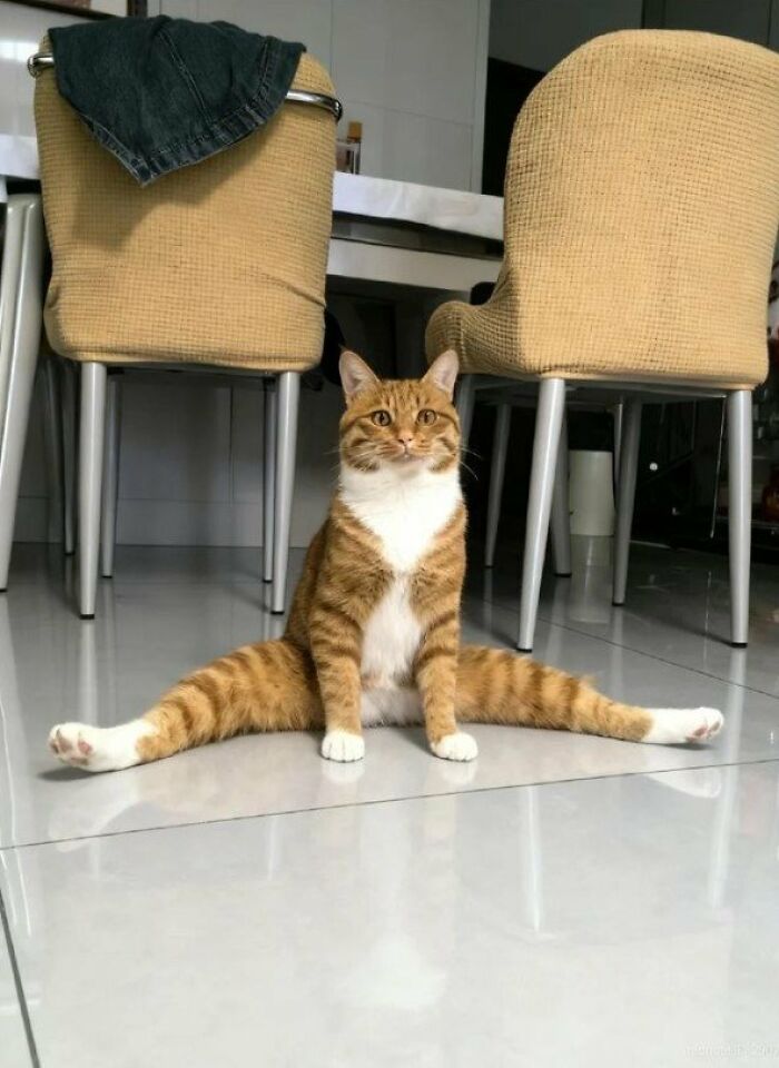 This Page Shared 57 Pics Of Cats Caught Looking Unreasonably Human In The Funniest Ways