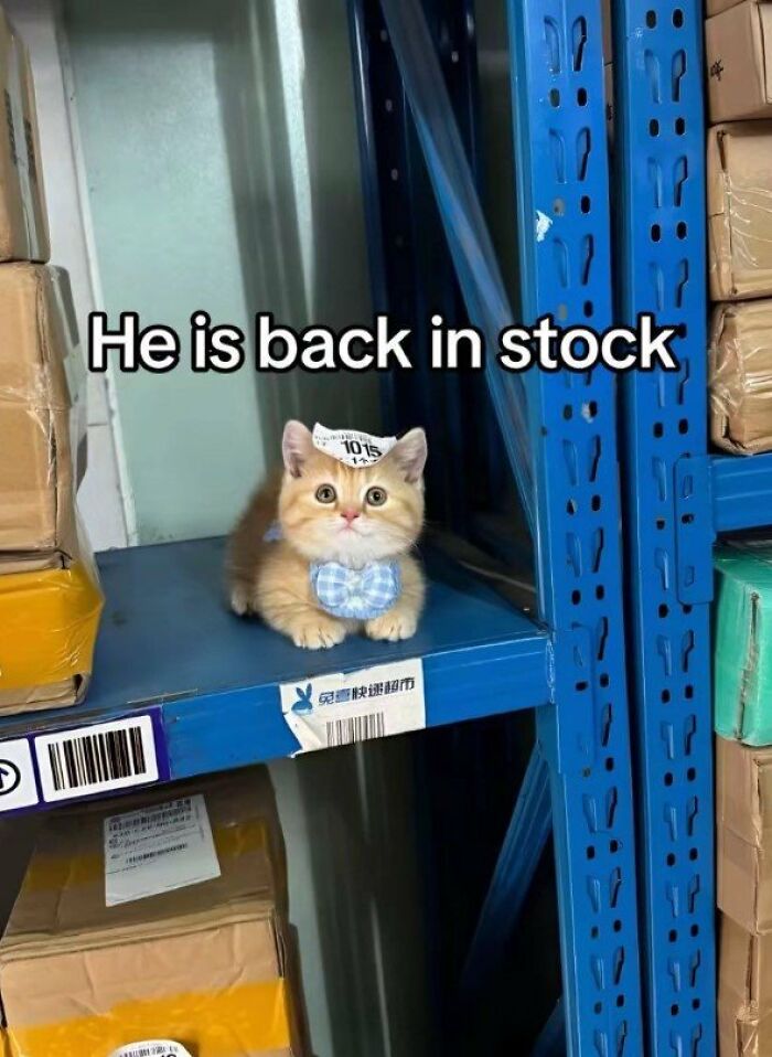 This Page Shared 57 Pics Of Cats Caught Looking Unreasonably Human In The Funniest Ways