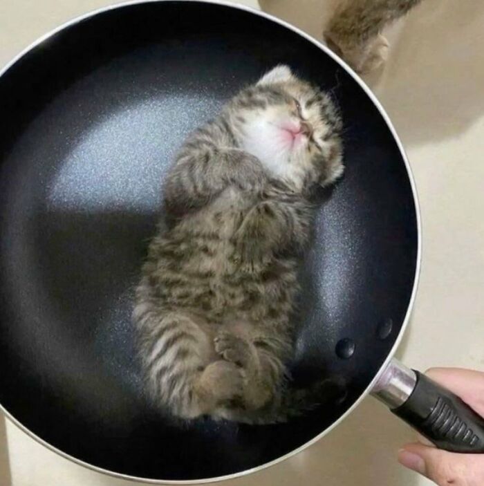 This Page Shared 57 Pics Of Cats Caught Looking Unreasonably Human In The Funniest Ways