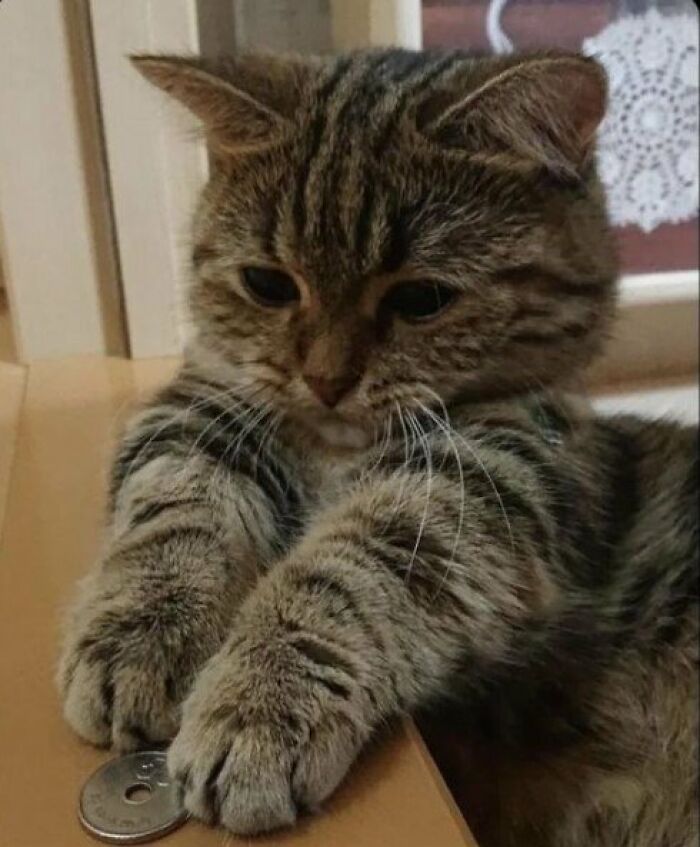 This Page Shared 57 Pics Of Cats Caught Looking Unreasonably Human In The Funniest Ways