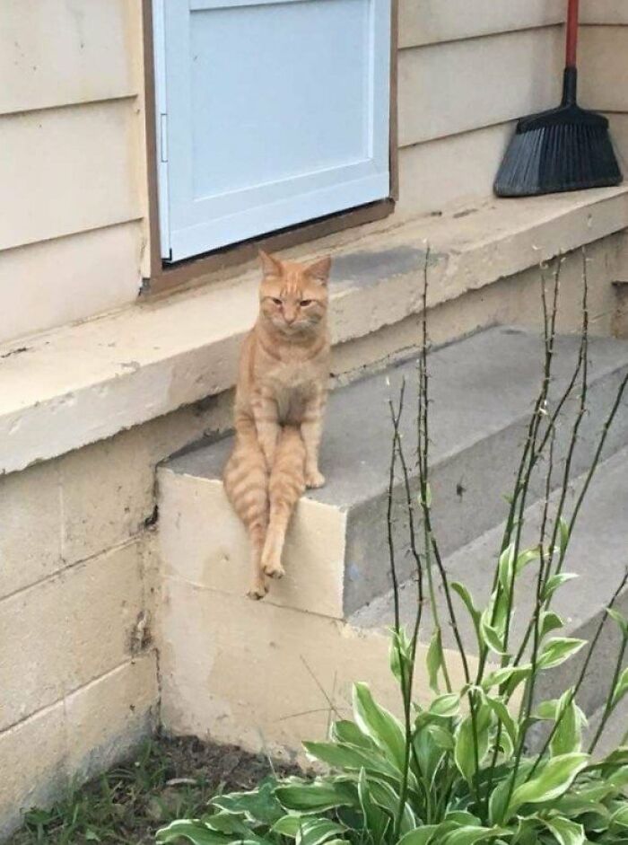 This Page Shared 57 Pics Of Cats Caught Looking Unreasonably Human In The Funniest Ways