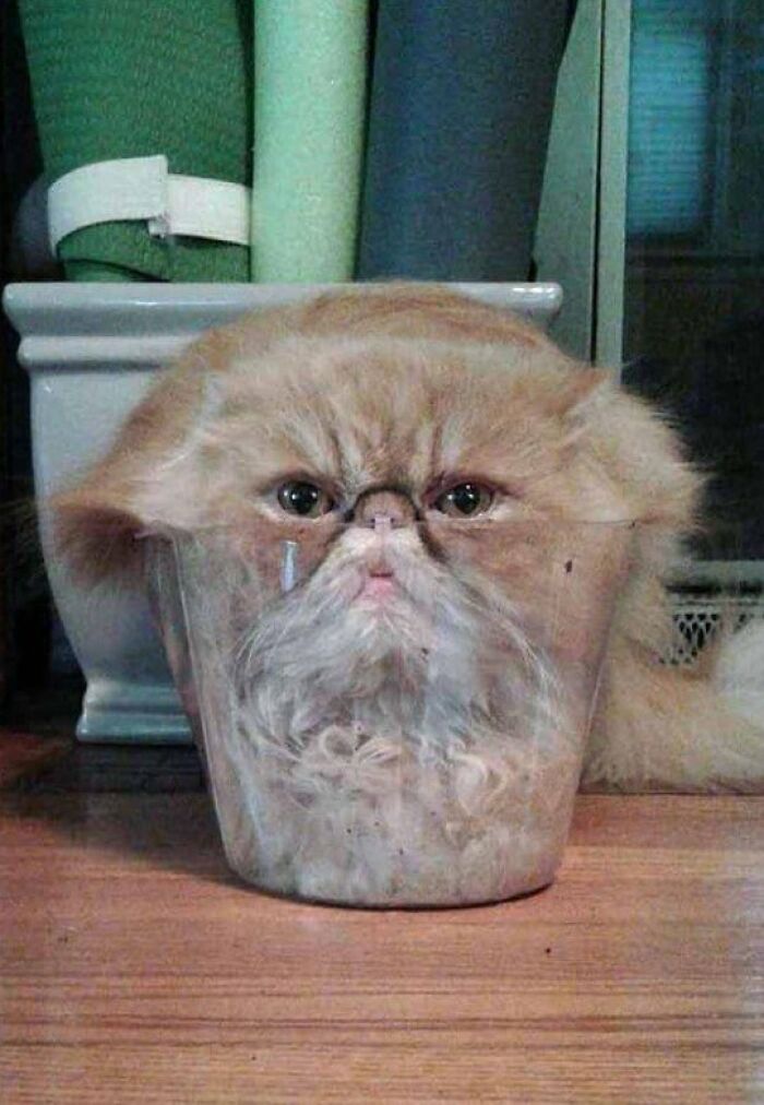 This Page Shared 57 Pics Of Cats Caught Looking Unreasonably Human In The Funniest Ways