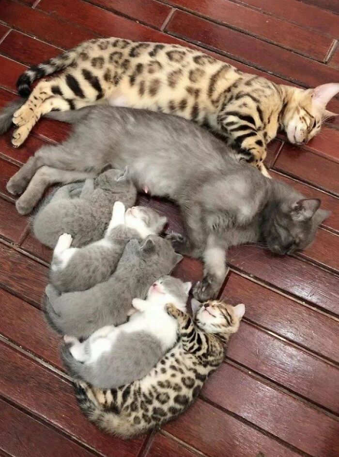 This Page Shared 57 Pics Of Cats Caught Looking Unreasonably Human In The Funniest Ways