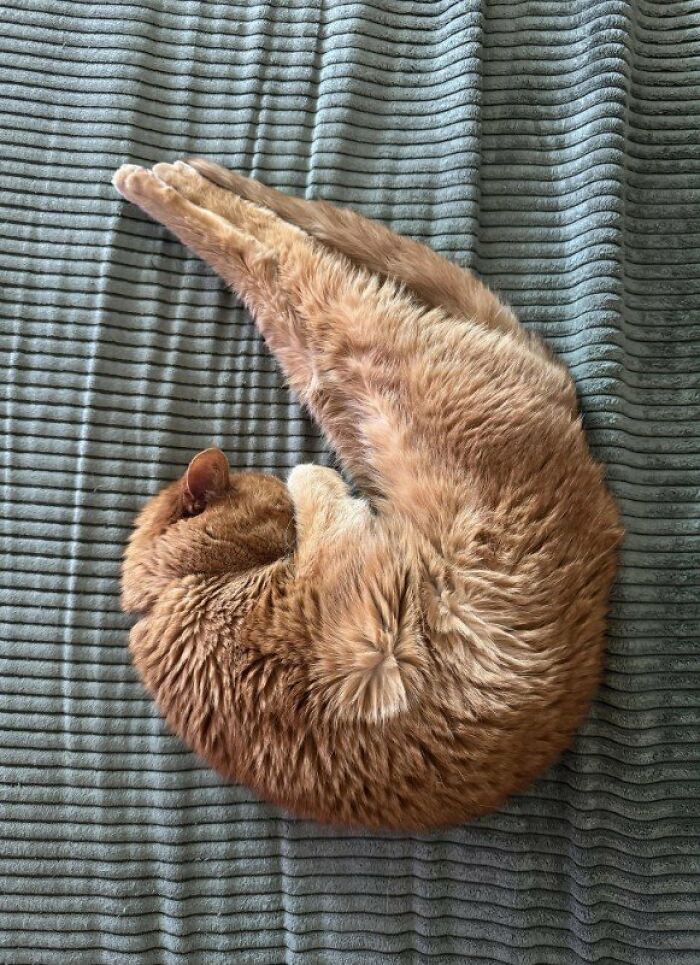This Page Shared 57 Pics Of Cats Caught Looking Unreasonably Human In The Funniest Ways