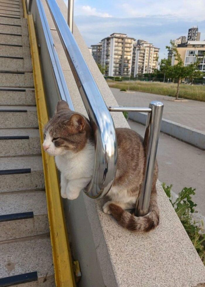 This Page Shared 57 Pics Of Cats Caught Looking Unreasonably Human In The Funniest Ways