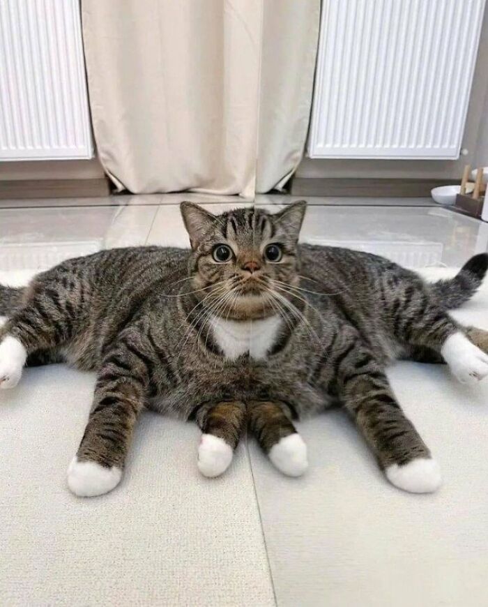 This Page Shared 57 Pics Of Cats Caught Looking Unreasonably Human In The Funniest Ways
