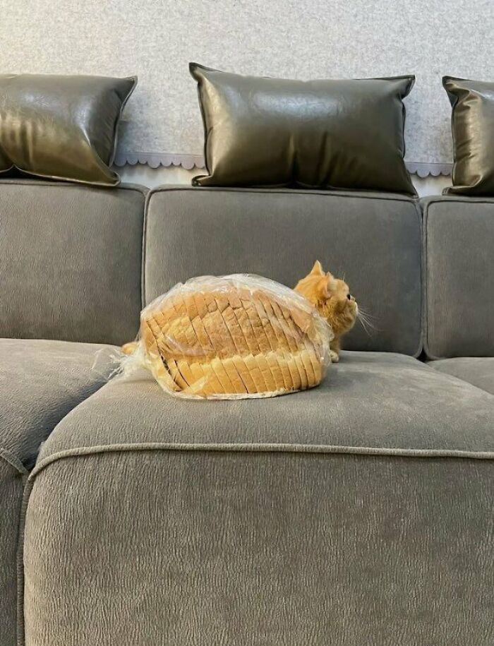 This Page Shared 57 Pics Of Cats Caught Looking Unreasonably Human In The Funniest Ways