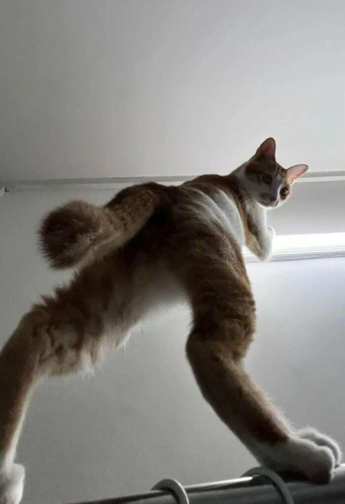 This Page Shared 57 Pics Of Cats Caught Looking Unreasonably Human In The Funniest Ways