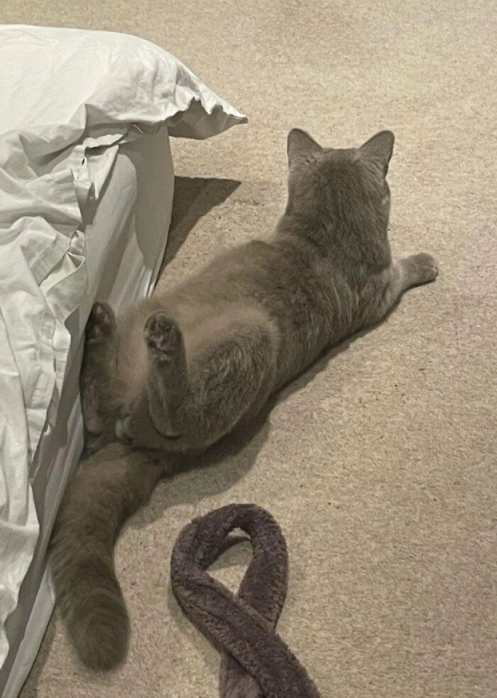 This Page Shared 57 Pics Of Cats Caught Looking Unreasonably Human In The Funniest Ways
