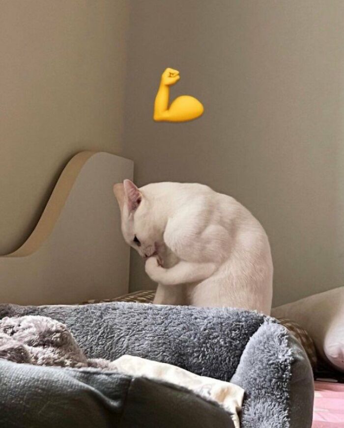 This Page Shared 57 Pics Of Cats Caught Looking Unreasonably Human In The Funniest Ways