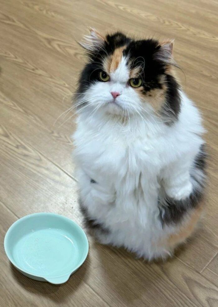 This Page Shared 57 Pics Of Cats Caught Looking Unreasonably Human In The Funniest Ways
